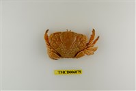 藏品(銅鑄熟若蟹)的圖片